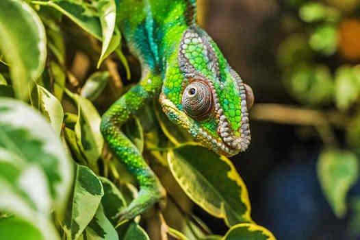 Chameleon - Passive sentences in Italian