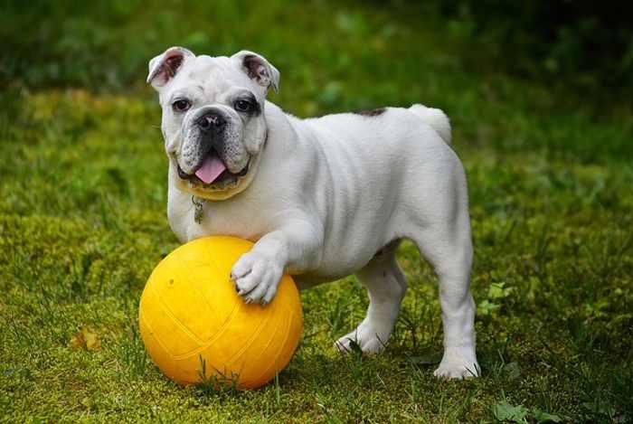 Let's learn Italian soccer words