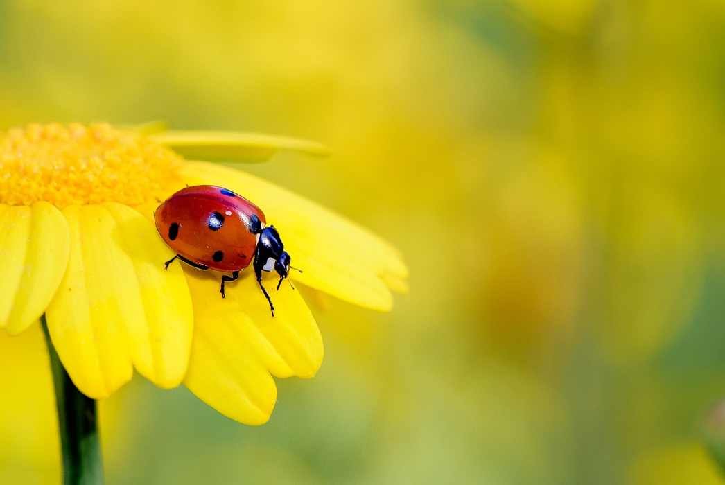 Three Italian sentences about good luck and bad luck